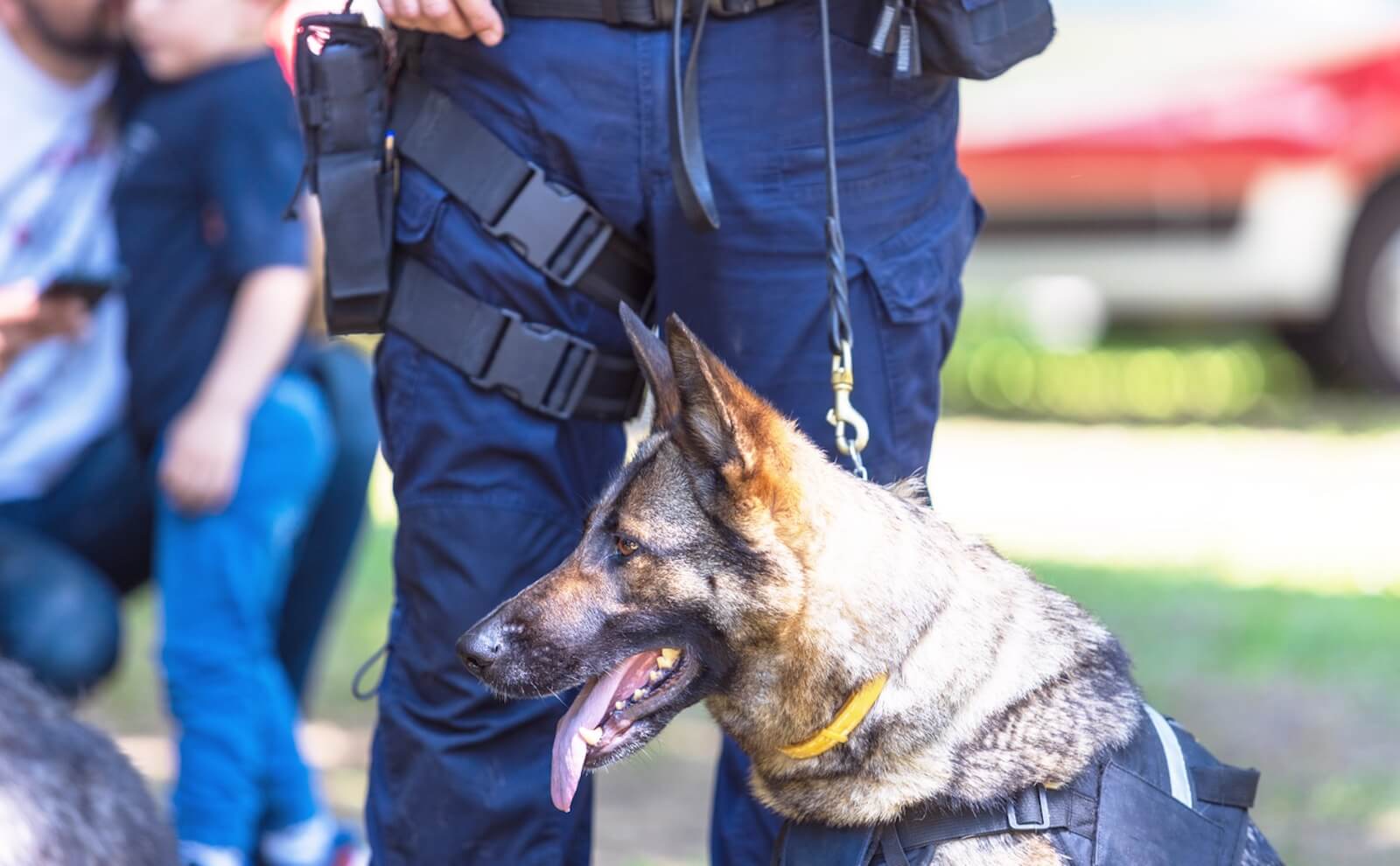 A police dog like the one Nebraska police used in a traffic stop meth bust recently.