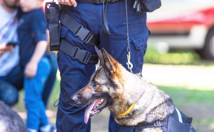 A police dog like the one Nebraska police used in a traffic stop meth bust recently.