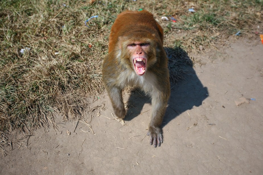 An angry monkey