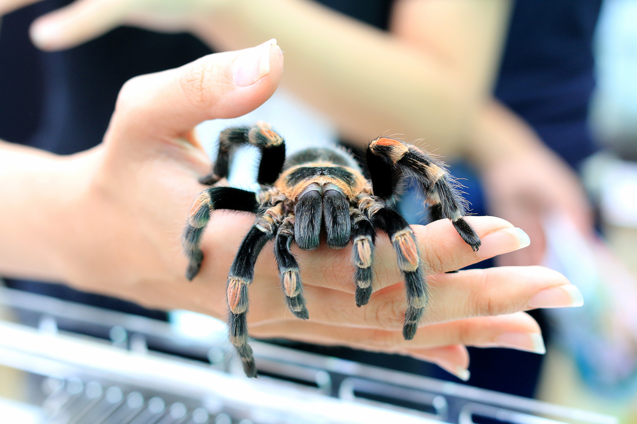 A woman holding a tarantula