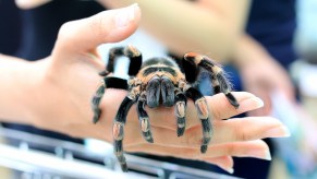 A woman holding a tarantula