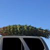 Green Christmas tree tied to an SUV's roof rack.