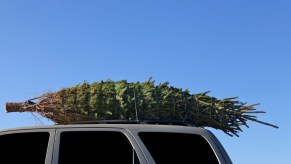 Green Christmas tree tied to an SUV's roof rack.