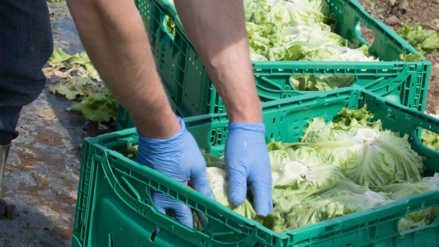 CBP Stops Semi-Truck With $10.3M Worth of Meth Hidden in Lettuce