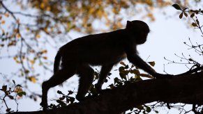 Silhouette of wild Rhesus Macaque monkey climbing along a tree branch.