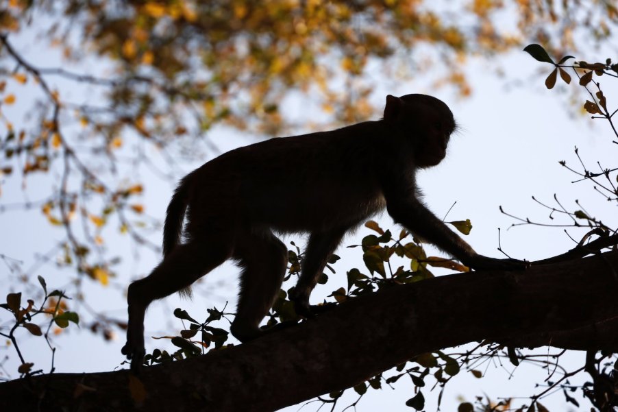 Silhouette of wild Rhesus Macaque monkey climbing along a tree branch.