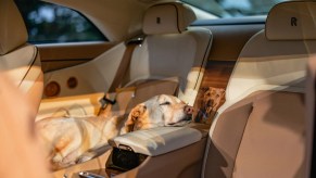 Rolls-Royce-Spectre-Bailey-dog