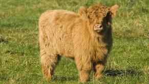 A brown Highland cow calf standing in grass