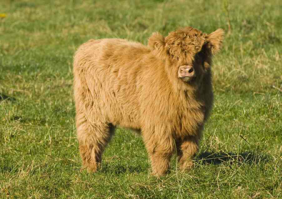 A brown Highland cow calf standing in grass