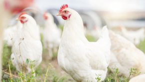 White chickens in close view