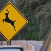 A yellow diamond road right with a deer leaping view from moving car