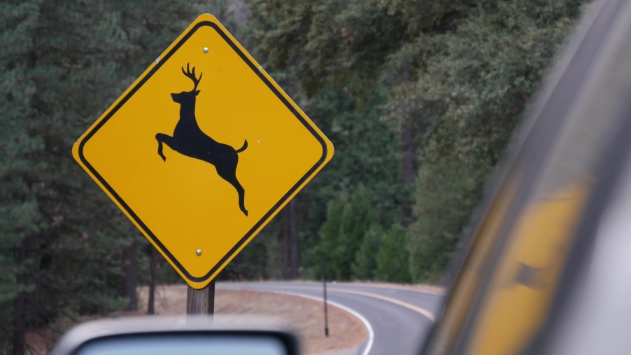 A yellow diamond road right with a deer leaping view from moving car