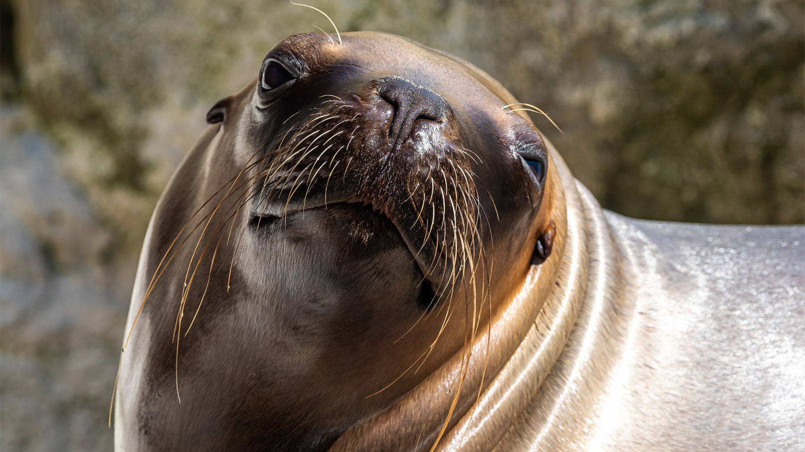 large-sea-lion
