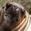 large-sea-lion