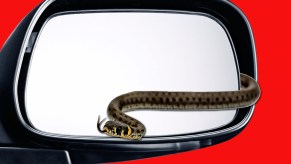 snake-side-view-mirror