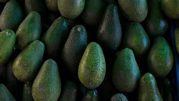 400 pounds of green avocados stuffed into a car's trunk