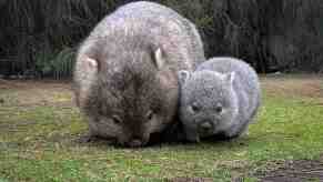 Baby wombat walking with its mother, trees visible in the background.