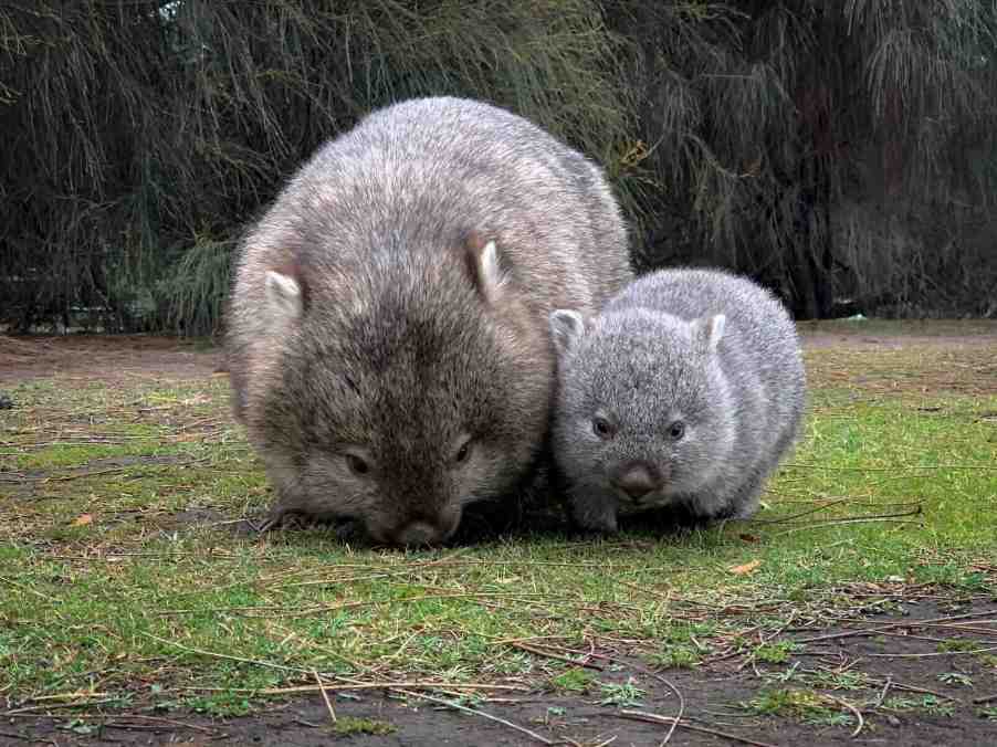 Baby wombat walking with its mother, trees visible in the background.