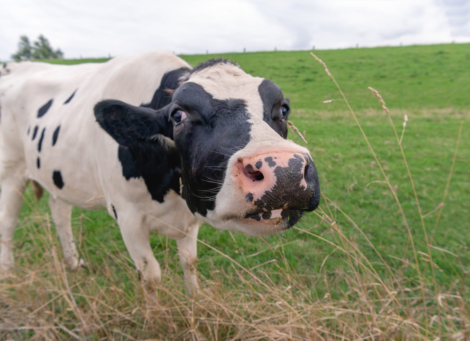 Cow standing in a cattle field, sniffing at grass.