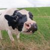 Cow standing in a cattle field, sniffing at grass.