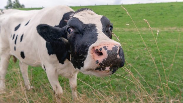 Cow standing in a cattle field, sniffing at grass.