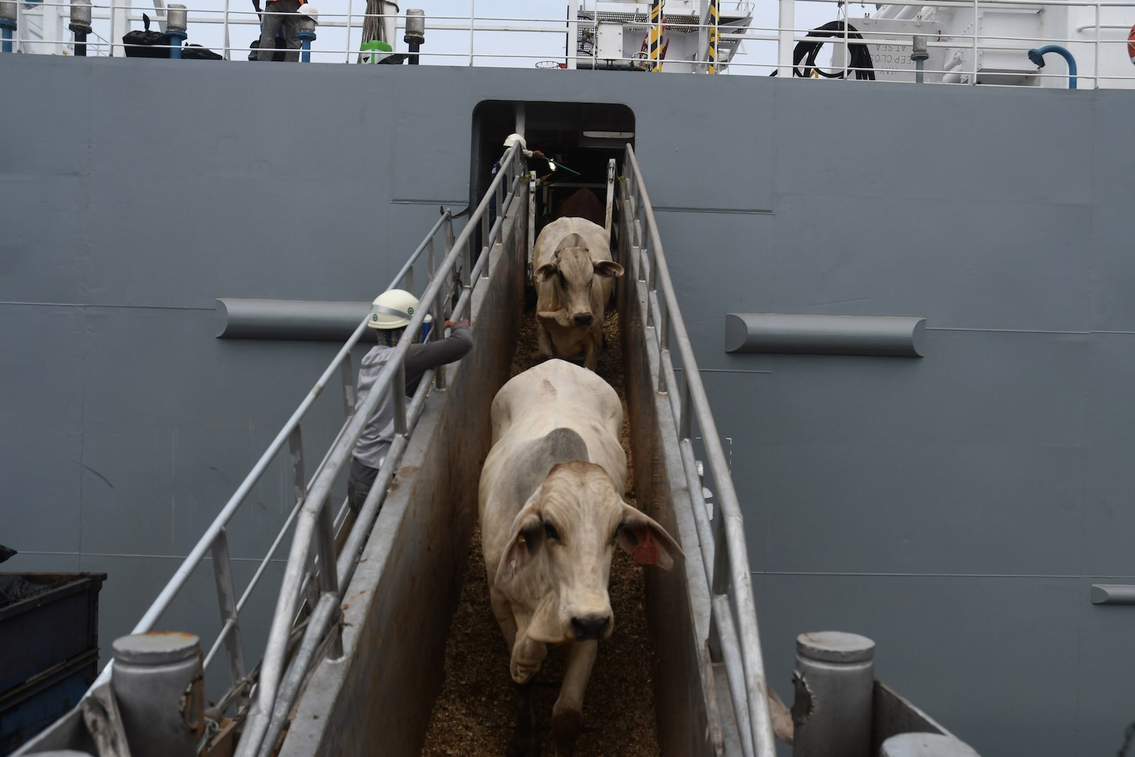 Beef cows walking down gangplank to get off ship.