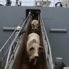 Beef cows walking down gangplank to get off ship.