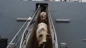 Beef cows walking down gangplank to get off ship.