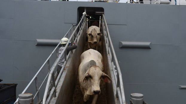 Beef cows walking down gangplank to get off ship.