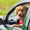 A dog driving a car