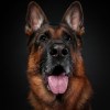 German Shepherd dog looks up, sitting in front of a gray background.