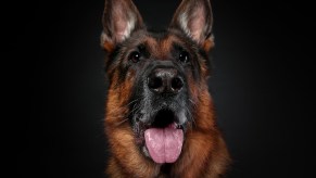 German Shepherd dog looks up, sitting in front of a gray background.