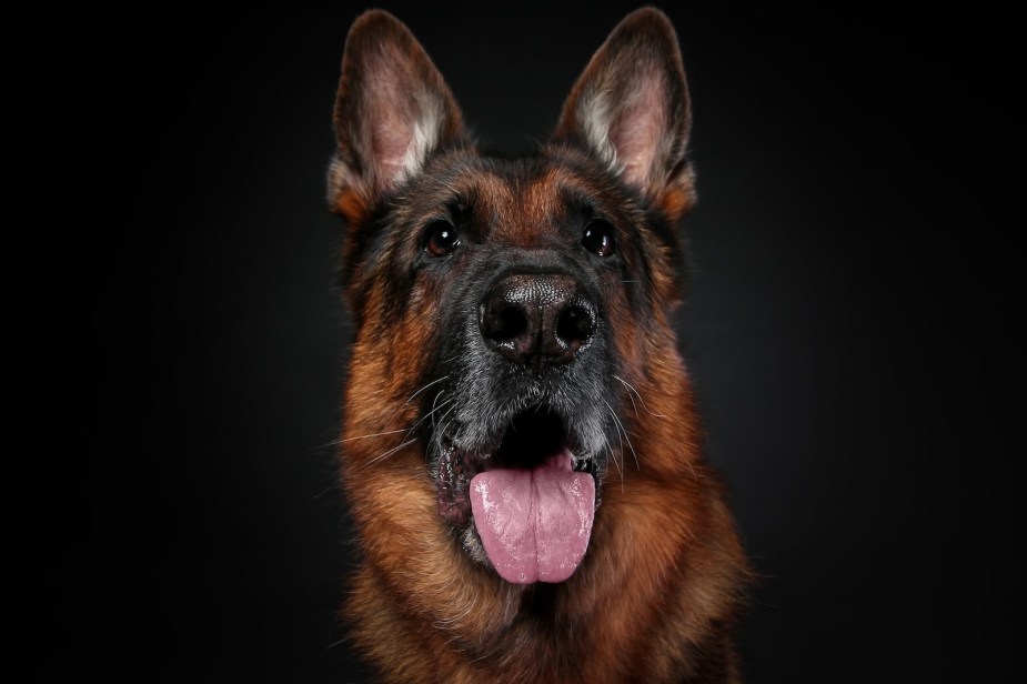 German Shepherd dog looks up, sitting in front of a gray background.
