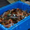 Live lobsters in a blue crate on a dock.