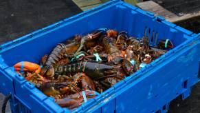 Live lobsters in a blue crate on a dock.