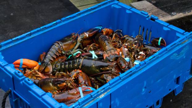 Live lobsters in a blue crate on a dock.