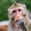 A rhesus monkey in a zoo eats while staring, trees visible in the background.