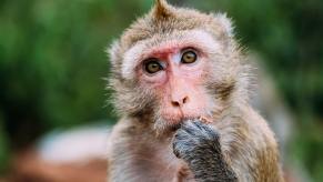 A rhesus monkey in a zoo eats while staring, trees visible in the background.