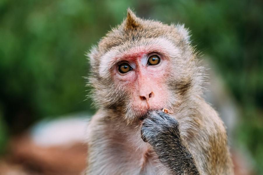 A rhesus monkey in a zoo eats while staring, trees visible in the background.
