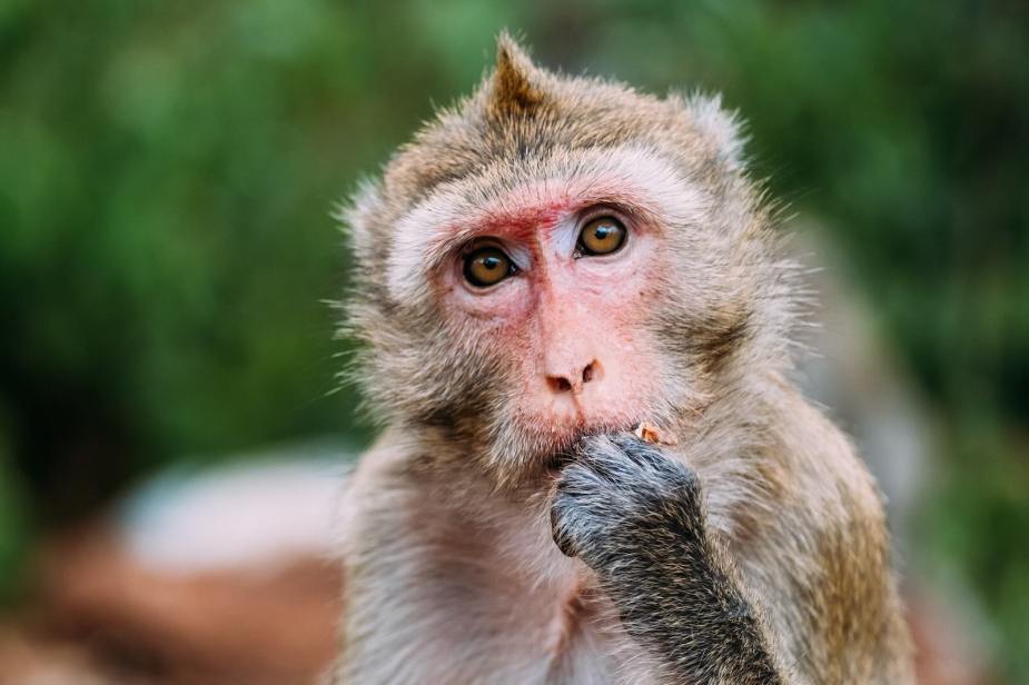 A rhesus monkey in a zoo eats while staring, trees visible in the background.