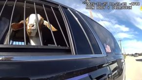 A goat looks out of a Texas police SUV
