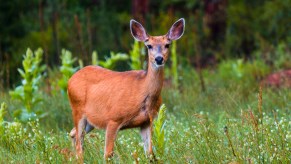 Some deer in the woods