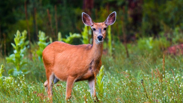 Some deer in the woods