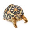 An Indian star tortoise on a white background