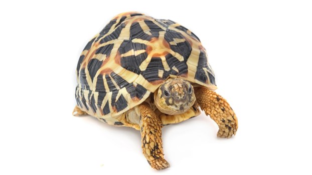 An Indian star tortoise on a white background