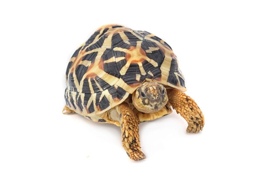 An Indian star tortoise on a white background