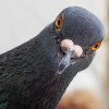 pigeon-looking-curiously-at-the-camera