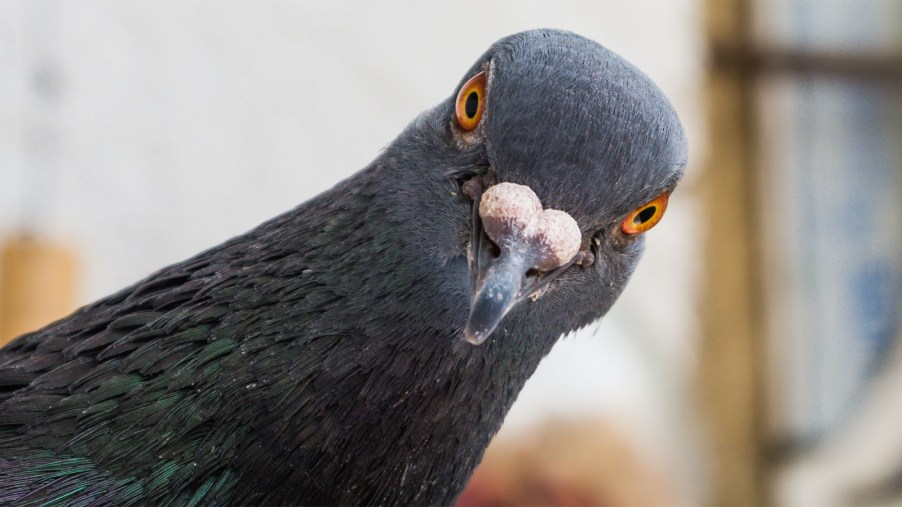 pigeon-looking-curiously-at-the-camera