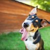 Dog tilts its head while playing, a grass yard visible in the background.