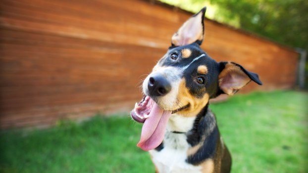 Dog tilts its head while playing, a grass yard visible in the background.